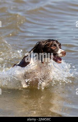 English Cocker Spaniel in the sea in Southport, Merseyside UK Weather 12 AUG 2022. A hot dogs day out in the surf on a bright sweltering summer day on the northwest coast as LUDA a three-year-old English Cocker Spaniel cools off in the sea during the high tide at Southport. Credit; MediaWorldImages/Ģ����ýLive News. Stock Photo