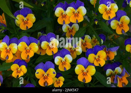 horn viola, viola cornuta, violas Stock Photo