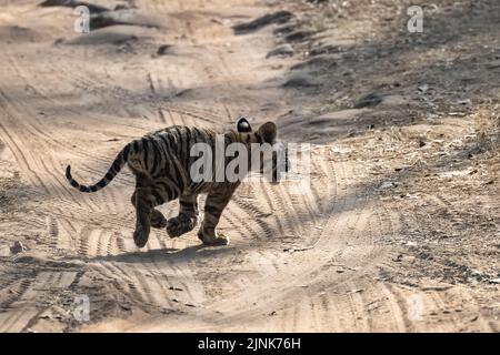 A wild baby tiger, two months old, crossing the dirt road in the forest in India, Madhya Pradesh Stock Photo