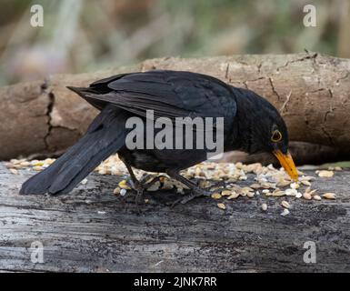 A closeup of the common blackbird eating corn in the wilderness during daytime Stock Photo