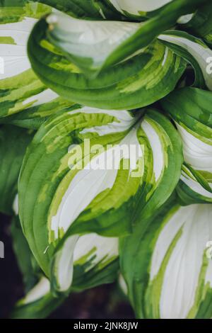 Hosta plant, variety Undulata in the garden, Poland Stock Photo