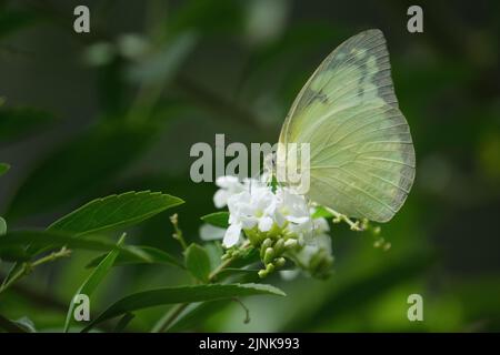 Beautiful butterflies in a park in Ho Chi Minh City Stock Photo