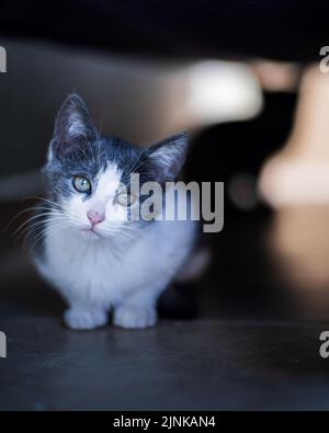 Gray and White Kitten Looking at Camera Against a Dark Background Stock Photo