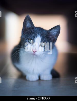Gray and White Kitten Portrait Looking at Camera Stock Photo