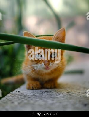 Curious Orange Kitten Peeking Through Green Garden Leaves Stock Photo