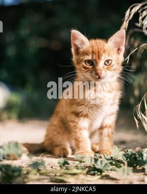 Orange Tabby Kitten Sitting Outdoors and Looking at Camera Stock Photo