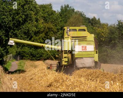 Pickmere Cheshire, August 4th 2022. Farmer taking advantage of the very dry July to harvest his Wheat crop early. Pickmere, Cheshire, UK Stock Photo