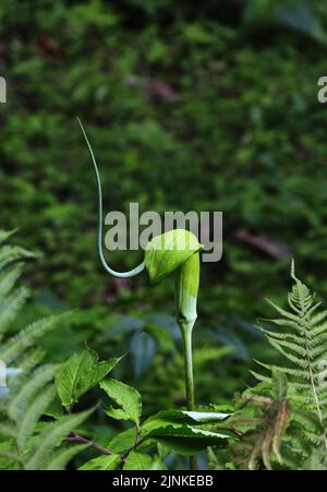 Arisaema tortuosum plant on Green background. whipcord cobra lily.