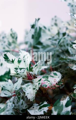 Acer campestre ¨Carnival¨ Stock Photo