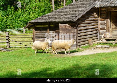 Idyllic print of sheep in the green field next to country log cabin. Stock Photo