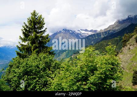 a hiking trail overlooking the alpine valley of the city Merano surrounded by the Texel group mountains (South Tyrol, Italy) Stock Photo