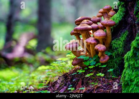 Small mushrooms growing next to the trunk of a large tree in the forest. Stock Photo