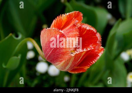 a beautiful large yellow with red tulip with yellow red streaks on a sunny sping day Stock Photo