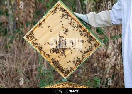 A beekeeper opens a green beehive with a natural bee colony inside. Stock Photo