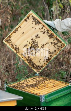 A beekeeper opens a green beehive with a natural bee colony inside. Stock Photo