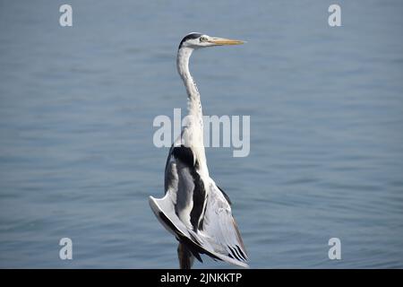 Birdwatching for hunting Stock Photo