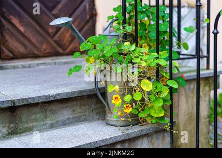 Pot with flowers and watering can on the stairway to the house. Stock Photo
