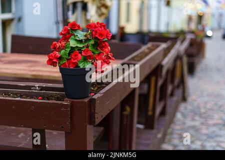 Small pot with red flowers next to wooden benches on cobbled street. Stock Photo