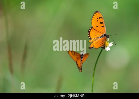 Tawny coster (Acraea Terpsicore) butterfly flying and standing in a tropical meadow, thailand Stock Photo