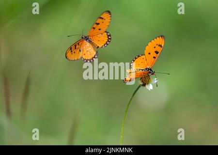 Tawny coster (Acraea Terpsicore) butterfly flying and standing in a tropical meadow, thailand Stock Photo