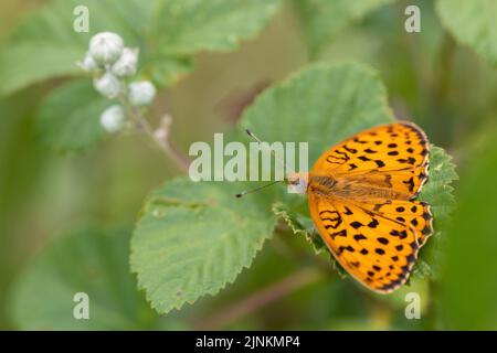 A Marbled Fritillary butterfly (Brenthis daphne) is standing on a blackberry plant leaf. Stock Photo