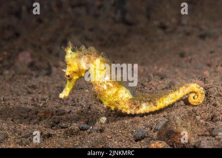 A beautiful fragile seahorse rests on the mucky bottom in Indonesia, Stock Photo