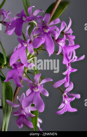 orchid, oerstedella centradenia, orchids Stock Photo