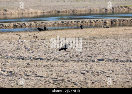 The Loire river, where the water level has decreased, and the environment is dry. As France is experiencing intense drought (Secheresse) during a heat wave in Orleans on August 12, 2022. Photo by Raphael Lafargue/ABACAPRESS.COM Stock Photo