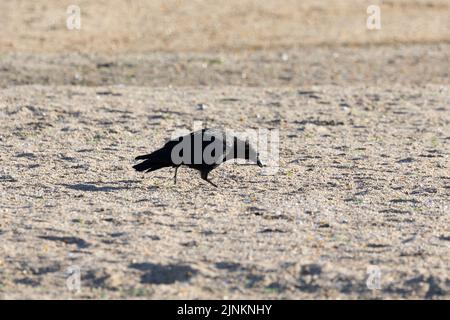 The Loire river, where the water level has decreased, and the environment is dry. As France is experiencing intense drought (Secheresse) during a heat wave in Orleans on August 12, 2022. Photo by Raphael Lafargue/ABACAPRESS.COM Stock Photo