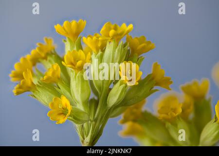 primrose, cowslip, primroses, cowslips Stock Photo