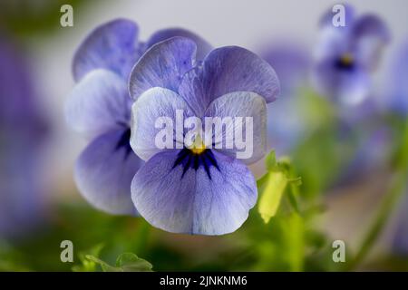 horn viola, viola cornuta, violas Stock Photo