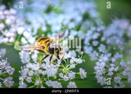 honey bee, pollination, honey bees, pollinations Stock Photo