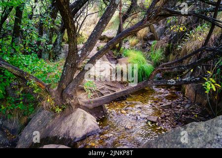 Fantasy landscape with stream and trees with strange branches among the rocks. Stock Photo