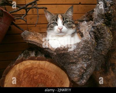 Gatto tricolore nel tronco incavo di un albero Stock Photo