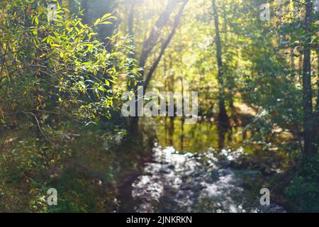 Sunburst through the trees in a blurry landscape with a mystical atmosphere. Stock Photo