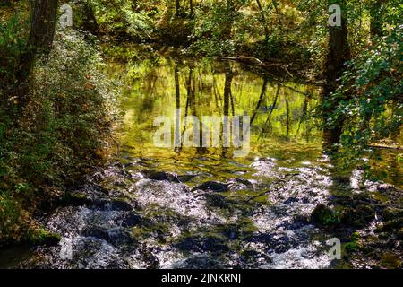 Reflection of trees in a small stream in the forest in autumn day. Stock Photo