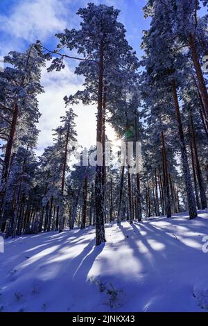 Tall snowy trees with sunlight streaming through the branches. Stock Photo