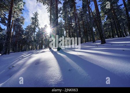 Blanket of freshly fallen snow on the forest floor and rays of sunlight through the trees. Guadarrama Madrid. Stock Photo