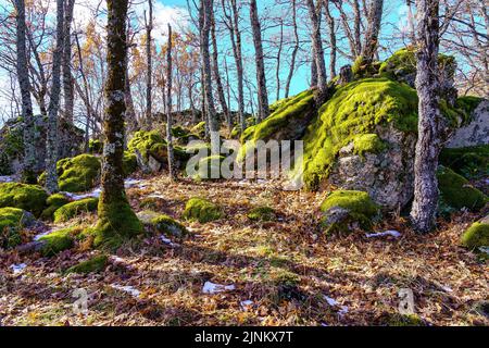 Enchanted forest with mossy rocks and fallen leaves on the ground. Guadarrama Madrid. Stock Photo