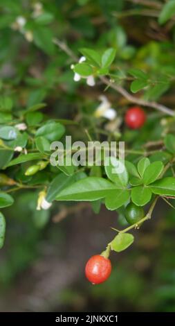 plant tiny flower green leaf garden Stock Photo