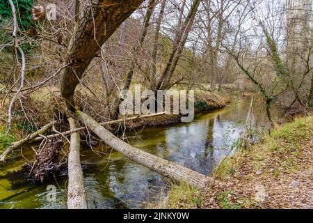 Large fallen tree trunks on the river on an autumnal day. Duraton, Segovia. Stock Photo