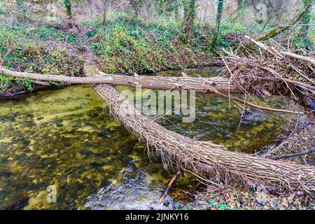 Large tree trunks that cross the river and covered with roots. Duraton, Segovia. Stock Photo