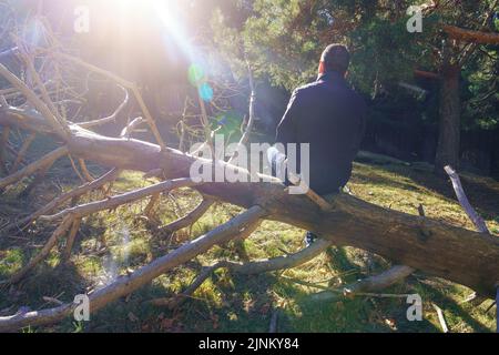 Man sitting on a tree trunk in the forest with sun glare from the front. Stock Photo