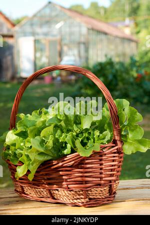 Green oak, iceberg Lettuce, green leaf lettuce. Salad plant, hydroponic vegetable leaves in the basket. Fresh organic plants grown on a mini farm Stock Photo