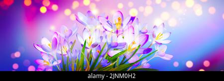 spring, crocus Stock Photo