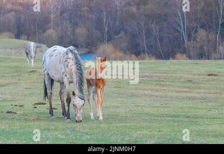 a small foal, a pony stands next to its mother, a mare, a horse and graze on a green spring meadow Stock Photo