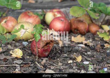 Rotten apples on the ground Stock Photo