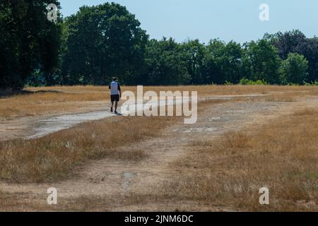 Chorleywood, UK.  12 August 2022.  UK Weather : A man walking on parched grassland on Chorleywood Common, Hertfordshire.  The risk of wildfires remains high as the driest spell in England for 46 years continues.  Today, Hertfordshire became one of 14 areas classified as ‘in drought’ by The Environment Agency.  Credit: Stephen Chung / Alamy Live News Stock Photo