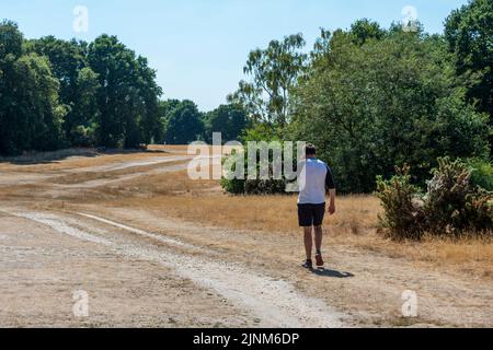 Chorleywood, UK.  12 August 2022.  UK Weather : A man walking on parched grassland on Chorleywood Common, Hertfordshire.  The risk of wildfires remains high as the driest spell in England for 46 years continues.  Today, Hertfordshire became one of 14 areas classified as ‘in drought’ by The Environment Agency.  Credit: Stephen Chung / Alamy Live News Stock Photo