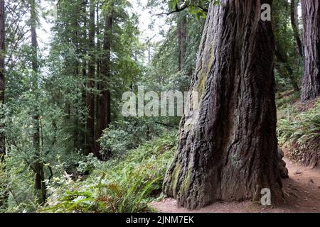 Mill Valley, California, USA. 5th Aug, 2022. The base of a redwood tree in Muir Woods, federally protected as a National Monument since 1908, August 5, 2022 in California. (Credit Image: © Bryan Smith/ZUMA Press Wire) Stock Photo